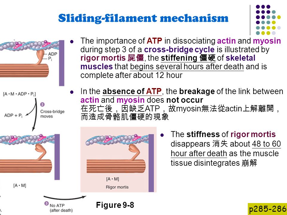 Sliding filament theory crossbridge cycling actin and myosin